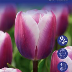 8718641999721 1 Tulip Librije Bulbs.jpg
